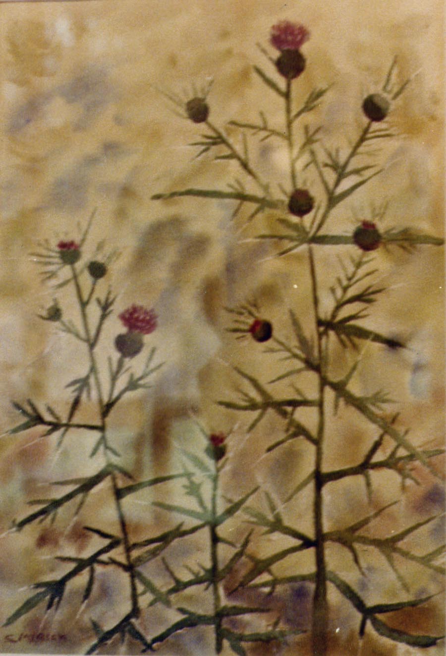 Thistles Watercolor